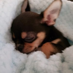 Meet your Posher, Pat